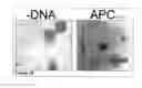 Fig. 33 - Methods and Compositions for Phototransfer