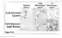 Fig. 34 - Methods and Compositions for Phototransfer