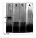 Fig. 37 - Methods and Compositions for Phototransfer