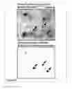 Fig. 38 - Methods and Compositions for Phototransfer