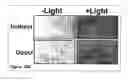Fig. 44 - Methods and Compositions for Phototransfer