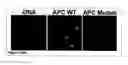 Fig. 54 - Methods and Compositions for Phototransfer