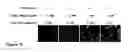 Fig. 59 - Methods and Compositions for Phototransfer