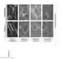 Fig. 08 - Recombinant phages and proteins