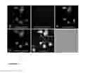 Fig. 11 - MULTILAYER FLUORESCENT NANOPARTICLES AND METHODS OF MAKING AND USING SAME