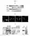 Fig. 02 - Assay and method for identifying compounds that reduce SIL1 expression or activity