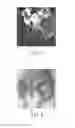 Fig. 05 - Method for correlating magnetic resonance images with histological sections