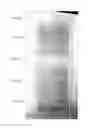 Fig. 12 - Composition for light diffusion film, and light diffusion film