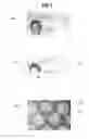 Fig. 05 - Device and method for authentication of a document