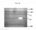 Fig. 20 - Method of cutting liquid crystal display panel