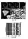 Fig. 24 - Multiplex analysis of molecules in single cells by image correlation