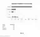 Fig. 23 - Detecting fetal sub-chromosomal aneuploidies