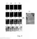 Fig. 04 - IMAGE PROCESSING METHOD AND ELECTRONIC DEVICE USING THE SAME