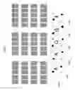 Fig. 08 - MULTI-WIN POKER GAME