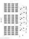Fig. 13 - MULTI-WIN POKER GAME