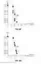 Fig. 49 - Setting channel voltages of adjustable resistance bit line structures using dummy word lines