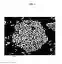 Fig. 04 - CATHODE MATERIAL FOR NON-AQUEOUS LITHIUM SECONDARY BATTERY USING SPHERICAL COBALT HYDROXIDE