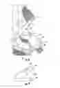 Fig. 07 - Pet stroller with latchable canopy bar
