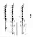 Fig. 16 - Genetically modified T cell receptor mice