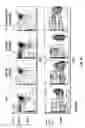 Fig. 22 - Genetically modified T cell receptor mice