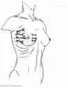 Fig. 04 - BRA WITH ADVANCED ANATOMICAL SUPPORT