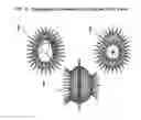Fig. 06 - PHOTOGRAPHIC ORNAMENT