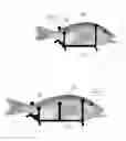 Fig. 05 - Vertical rack for cooking whole fish in oven