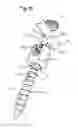 Fig. 11 - Bone anchoring device