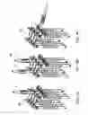 Fig. 09 - Systems, assemblies and methods for spinal derotation