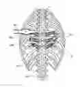Fig. 01 - Systems, assemblies and methods for spinal derotation