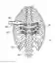 Fig. 01 - Systems, assemblies and methods for spinal derotation