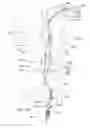 Fig. 19 - Endoluminal prosthesis having multiple branches or fenestrations and methods of deployment