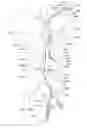 Fig. 23 - Endoluminal prosthesis having multiple branches or fenestrations and methods of deployment