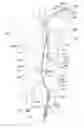 Fig. 24 - Endoluminal prosthesis having multiple branches or fenestrations and methods of deployment