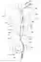 Fig. 25 - Endoluminal prosthesis having multiple branches or fenestrations and methods of deployment