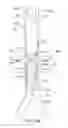 Fig. 28 - Endoluminal prosthesis having multiple branches or fenestrations and methods of deployment