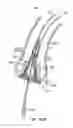 Fig. 56 - Everting heart valve
