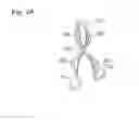 Fig. 19 - Digestive tract device