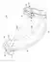 Fig. 08 - Device for applying pressure to bones of arm and method of treatment