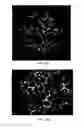 Fig. 13 - Methods and apparatus for therapeutic application of thermal energy including blood viscosity adjustment