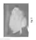 Fig. 04 - Stable Silk Protein Fragment Compositions