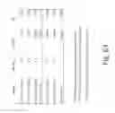 Fig. 64 - Stable silk protein fragment compositions