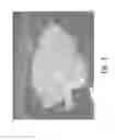 Fig. 04 - Stable silk protein fragment compositions