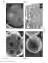 Fig. 05 - Multifunctional nanoparticle designs and applications