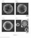 Fig. 06 - Multifunctional nanoparticle designs and applications