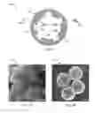 Fig. 08 - Multifunctional nanoparticle designs and applications