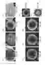 Fig. 09 - Multifunctional nanoparticle designs and applications