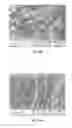 Fig. 29 - System and method for fabrication of uniform polymer films containing nano and micro particles via continuous drying process