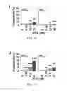 Fig. 06 - METHODS FOR REDUCING MICROSATELLITE INSTABILITY INDUCED BY CHEMOTHERAPY AND METHODS FOR SCREENING ANTIOXIDANTS THAT SUPPRESS DRUG-INDUCED MICROSATELLITE INSTABILITY WHILE ENHANCING THE CYTOTOXICITY OF CHEMOTHERAPEUTIC AGENTS