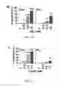 Fig. 07 - METHODS FOR REDUCING MICROSATELLITE INSTABILITY INDUCED BY CHEMOTHERAPY AND METHODS FOR SCREENING ANTIOXIDANTS THAT SUPPRESS DRUG-INDUCED MICROSATELLITE INSTABILITY WHILE ENHANCING THE CYTOTOXICITY OF CHEMOTHERAPEUTIC AGENTS